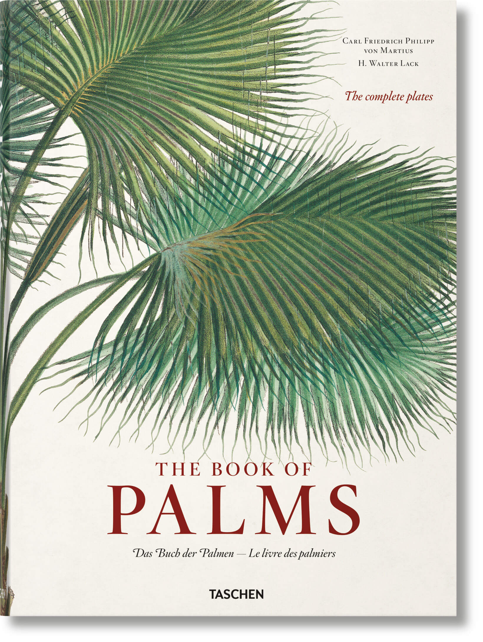 Martius. The Book of Palms (XL)