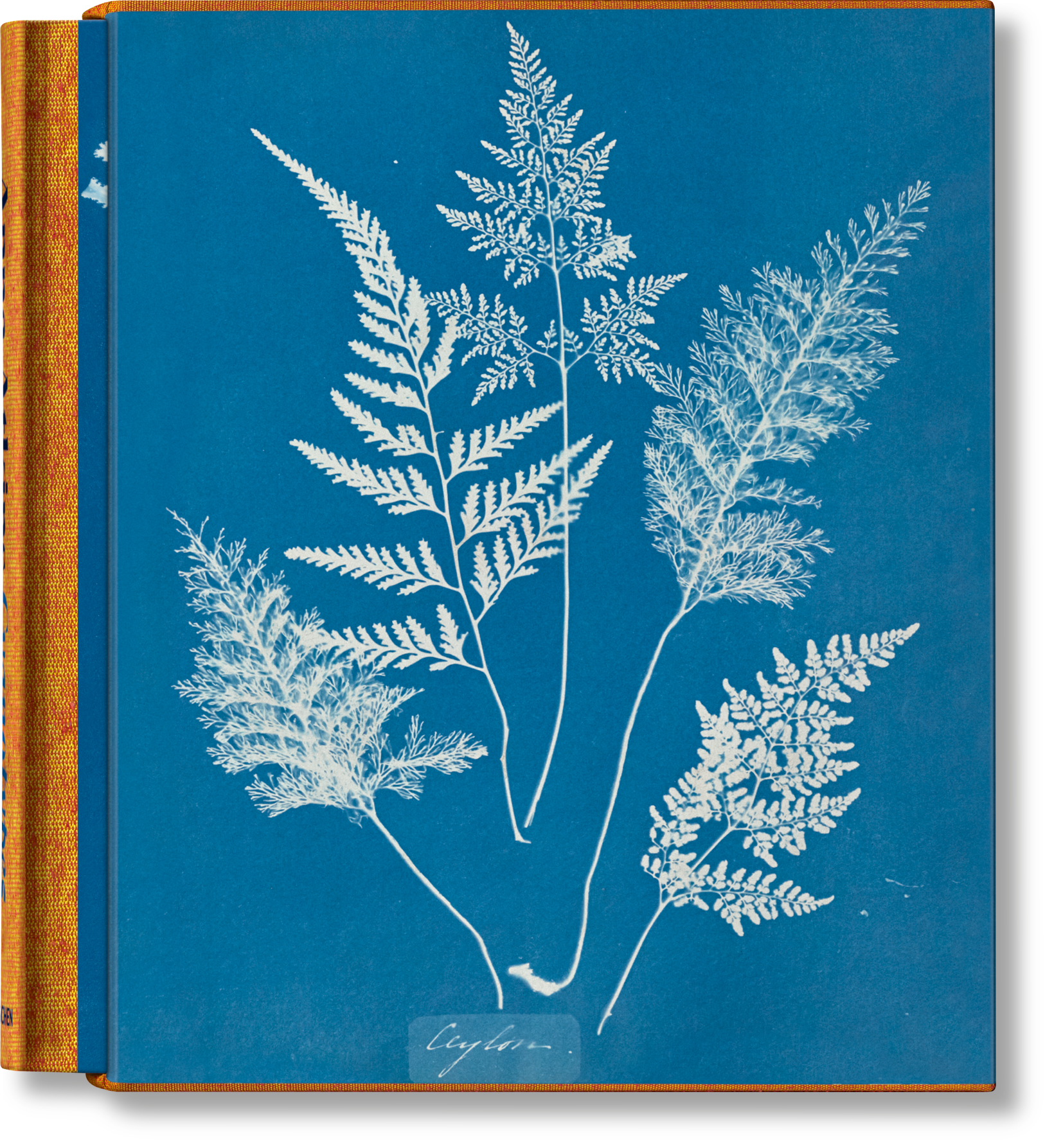 Anna Atkins, Cyanotypes