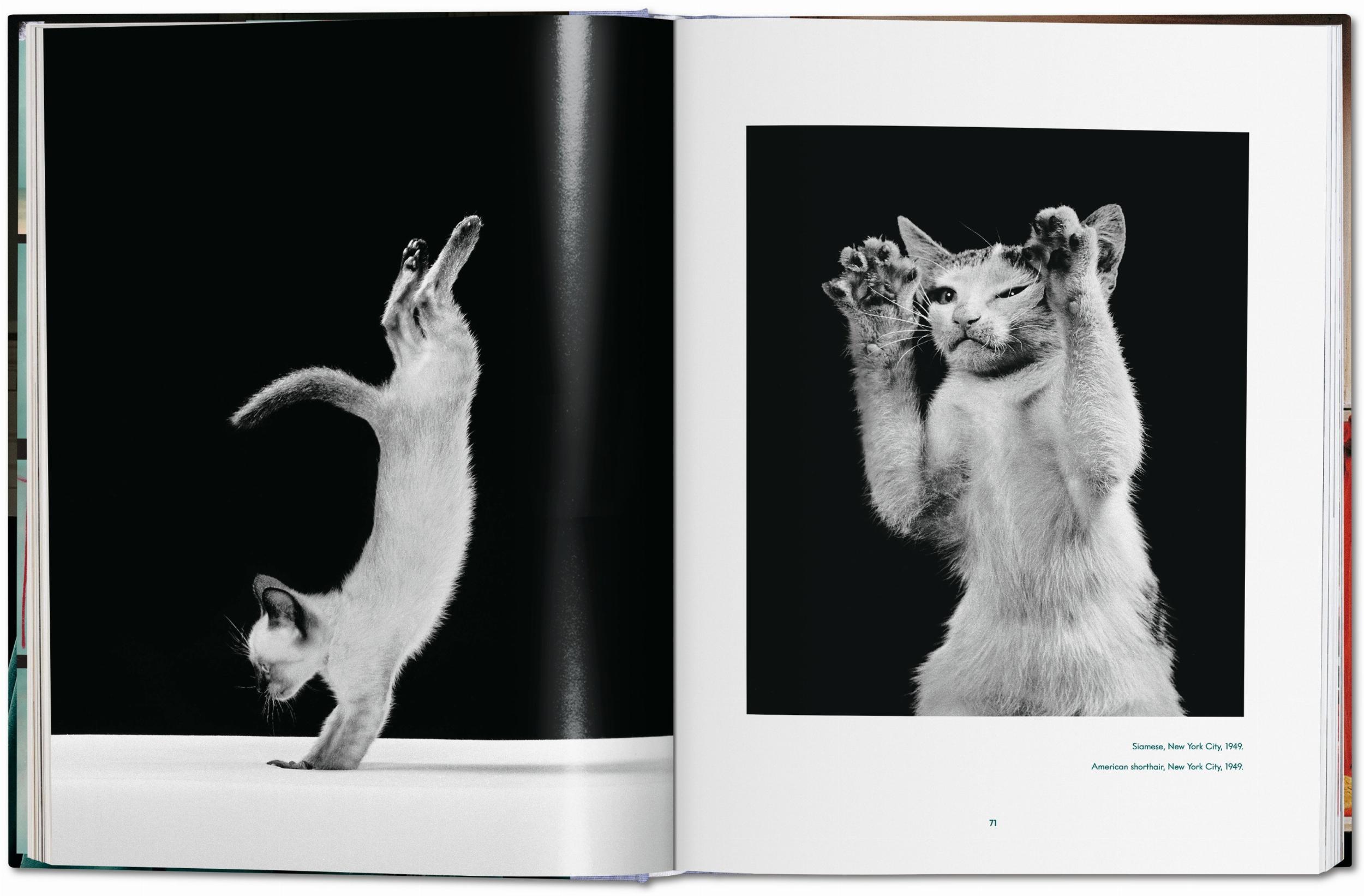 Walter Chandoha. Cats. Photographs 1942-2018 - Görsel 7