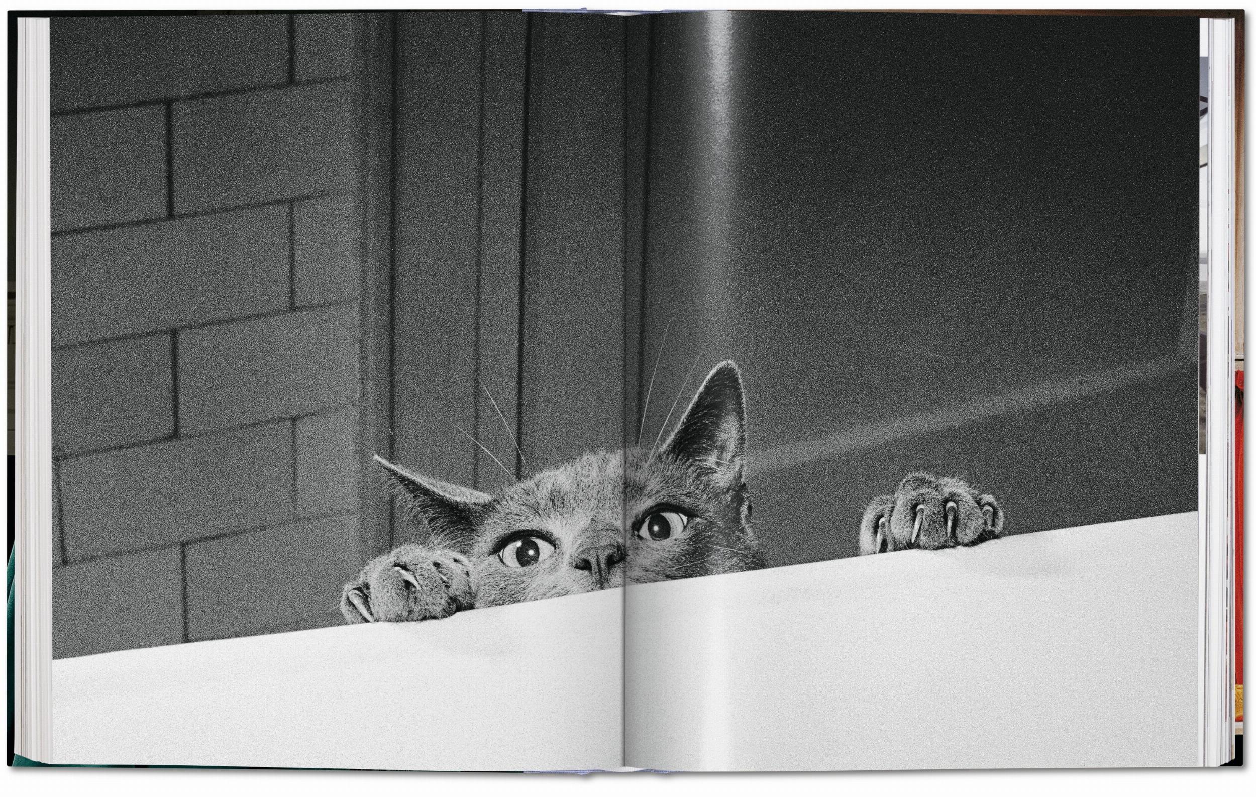 Walter Chandoha. Cats. Photographs 1942-2018 - Görsel 13