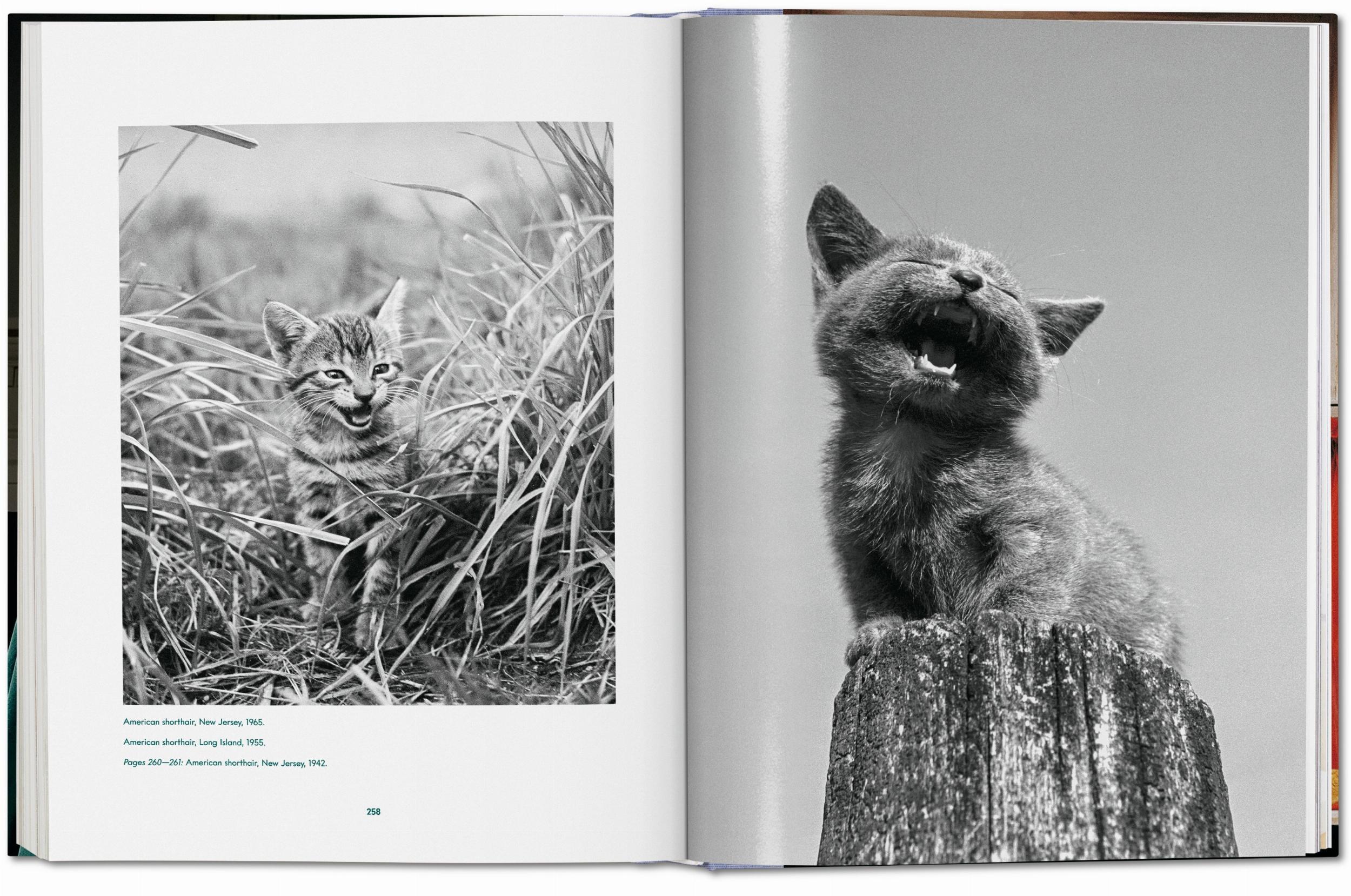 Walter Chandoha. Cats. Photographs 1942-2018 - Görsel 16