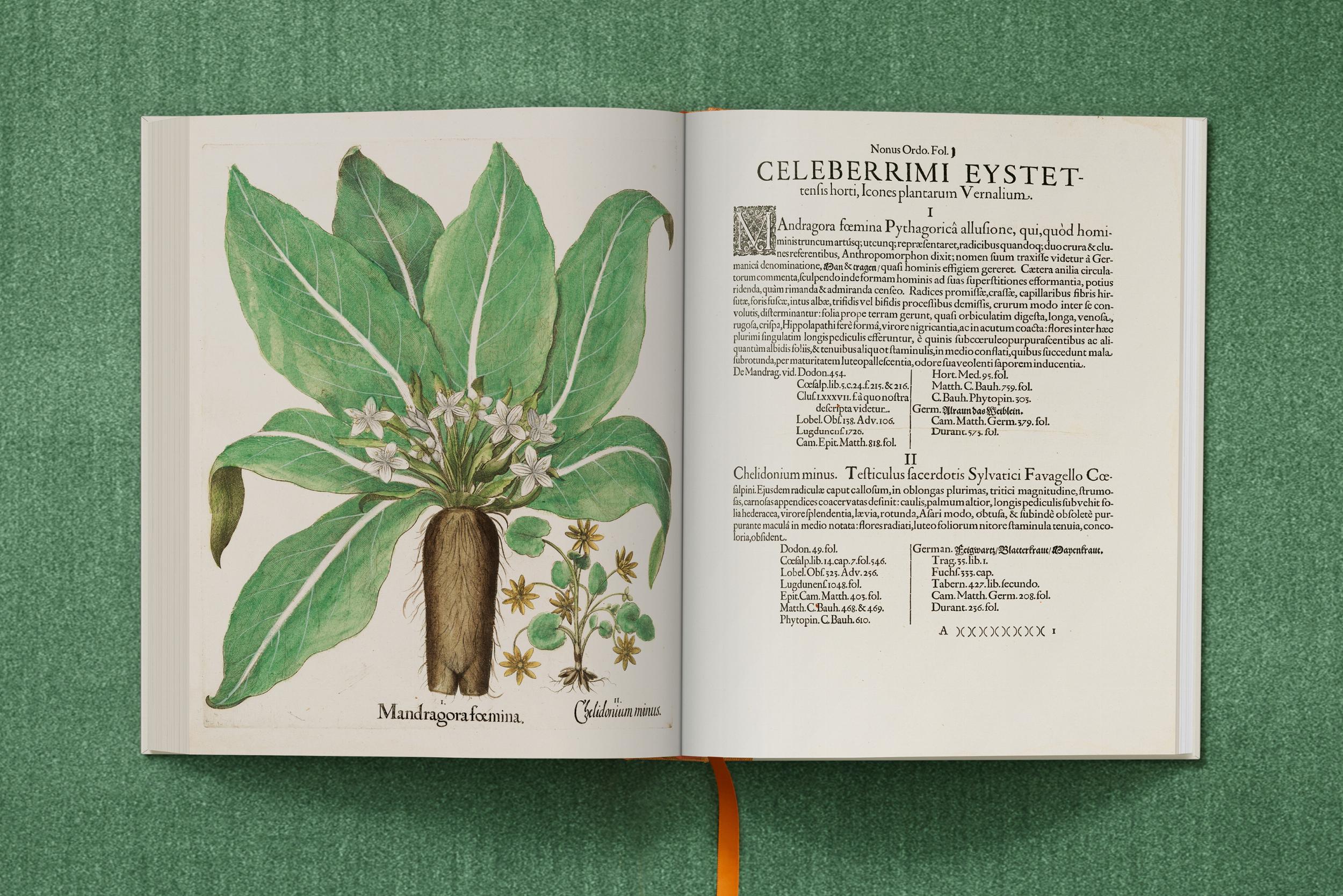 Basilius Besler. The Garden at Eichstätt - Görsel 8