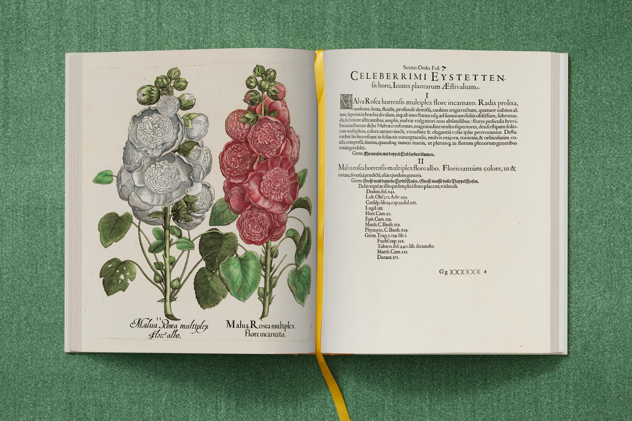 Basilius Besler. The Garden at Eichstätt - Görsel 17