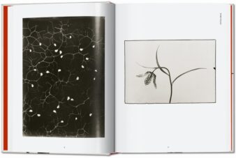 Karl Blossfeldt. The Complete Published Work. 40th Ed. - Image 3