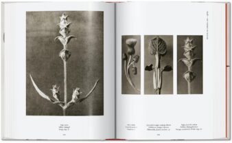 Karl Blossfeldt. The Complete Published Work. 40th Ed. - Image 7