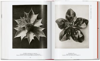 Karl Blossfeldt. The Complete Published Work. 40th Ed. - Image 9